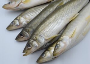 Купить корюшку